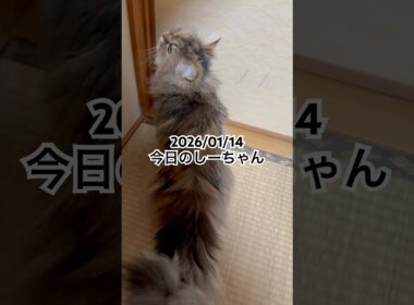 2026/01/14今日のしーちゃん #猫 #ペルシャ #シエル #cat #猫のいる暮らし