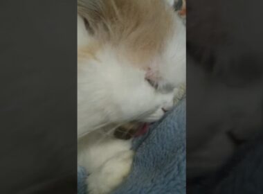 26 1-14 ラガマフィン