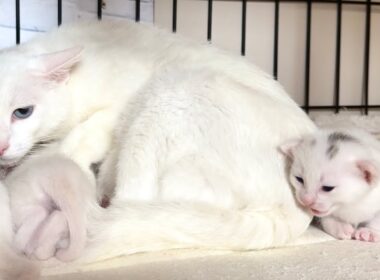 子猫が鳴いていると思ったら次の瞬間‥ 生後16日【白玉ちゃん日記#19】The kitten was meowing, and the next moment...