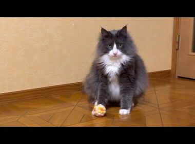 【元気♪】末っ子ターキッシュアンゴラは、今日もたくさん遊びます❤︎