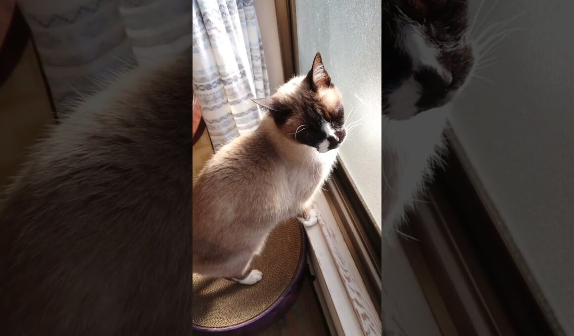 午前中のシャム猫さん🐾#猫 #ねこ #cat #Shorts