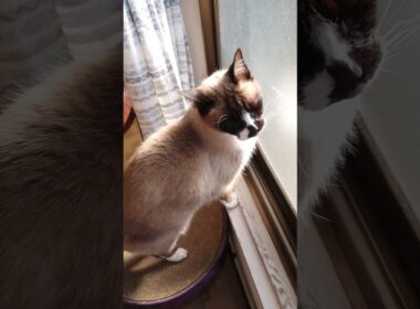 午前中のシャム猫さん🐾#猫 #ねこ #cat #Shorts