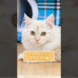 【1分で猫種紹介】スコティッシュフォールド編 #猫 #ペットショップ #ブリーダー