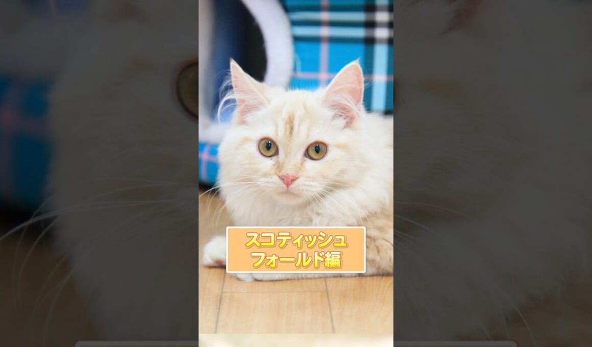 【1分で猫種紹介】スコティッシュフォールド編 #猫 #ペットショップ #ブリーダー
