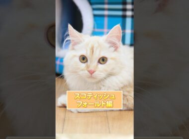 【1分で猫種紹介】スコティッシュフォールド編 #猫 #ペットショップ #ブリーダー