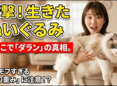 ラグドールは猫界のゴールデンレトリバー？抱っこ好きで初心者向き！性格・飼い方・病気リスクまで解説