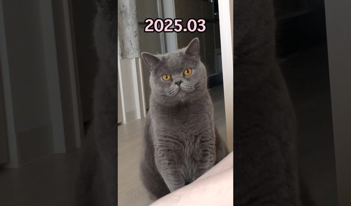 ブリティッシュショートヘアーはいつも可愛い #shorts #cat #cute #animals #britishshorthair #japan #ねこ #猫 #vlog #かわいい #日常