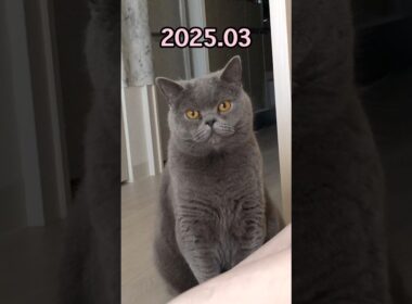 ブリティッシュショートヘアーはいつも可愛い #shorts #cat #cute #animals #britishshorthair #japan #ねこ #猫 #vlog #かわいい #日常