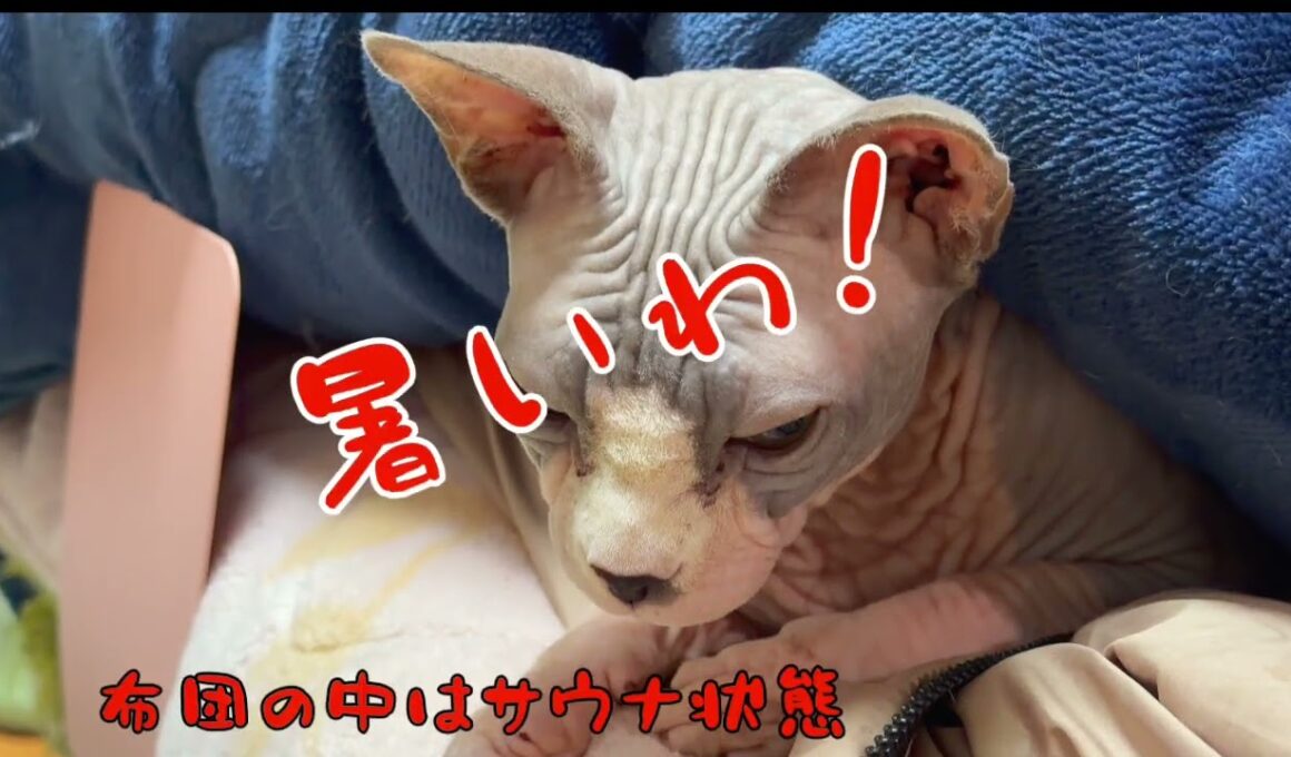 スフィンクス猫チャイから本当にありがとうございました#猫 cat #lifewithcats #猫 #猫のいる暮らし