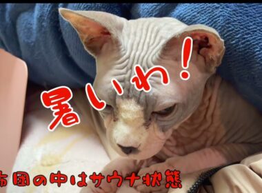 スフィンクス猫チャイから本当にありがとうございました#猫 cat #lifewithcats #猫 #猫のいる暮らし