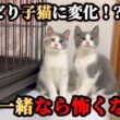ビビり子猫が大はしゃぎ！？さらにあの子にも異変が…