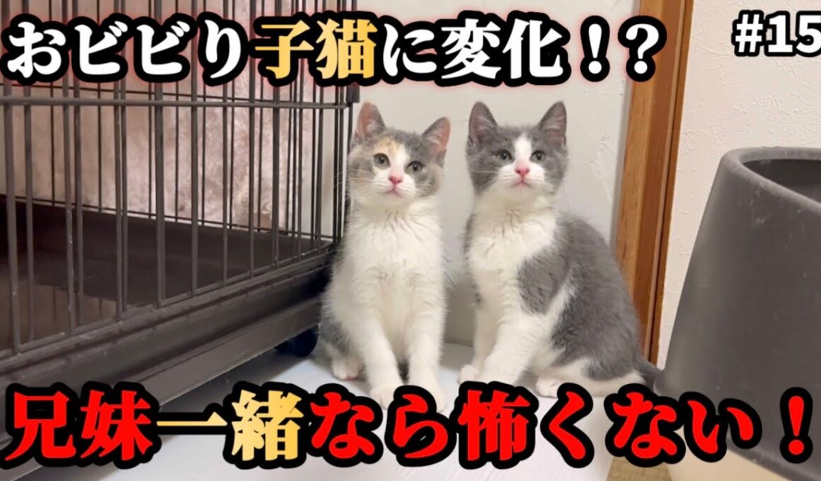 ビビり子猫が大はしゃぎ！？さらにあの子にも異変が…