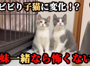 ビビり子猫が大はしゃぎ！？さらにあの子にも異変が…
