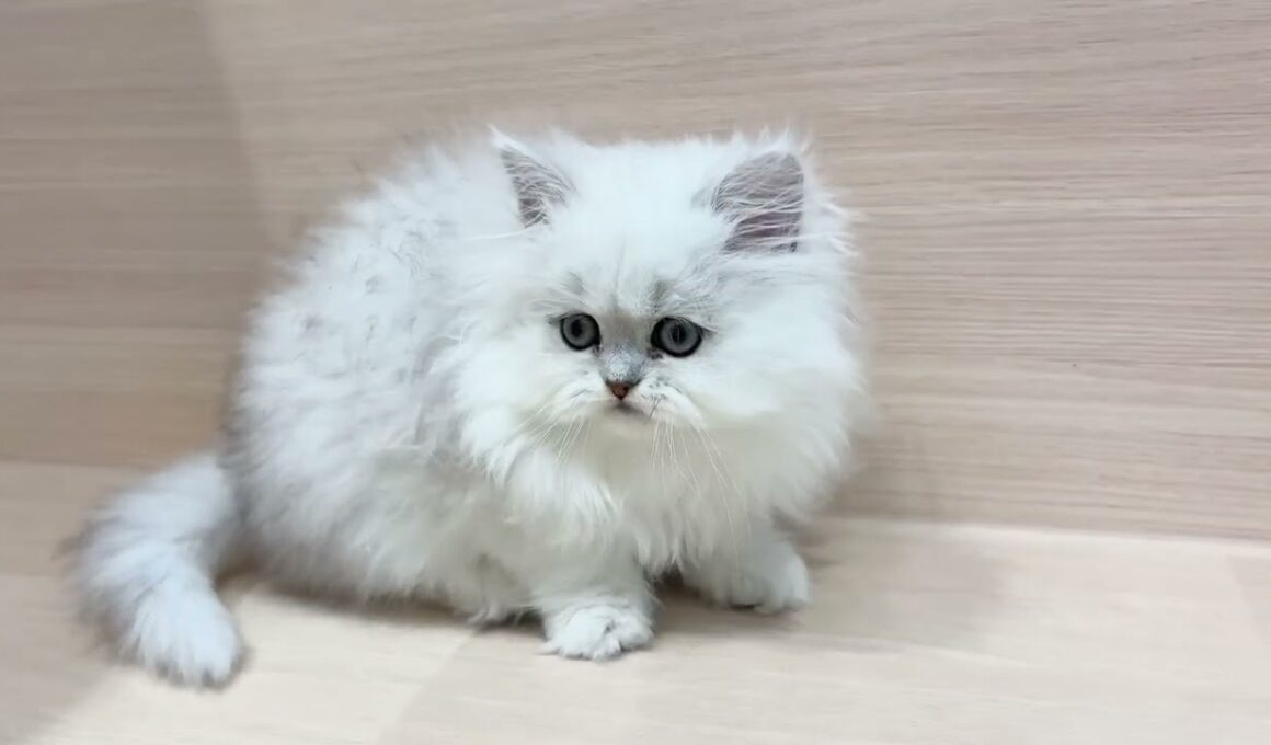 ✨器量抜群✨毛並みがとっても綺麗な大人気ペルシャの男の子【パピードリーム】