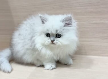 ✨器量抜群✨毛並みがとっても綺麗な大人気ペルシャの男の子【パピードリーム】