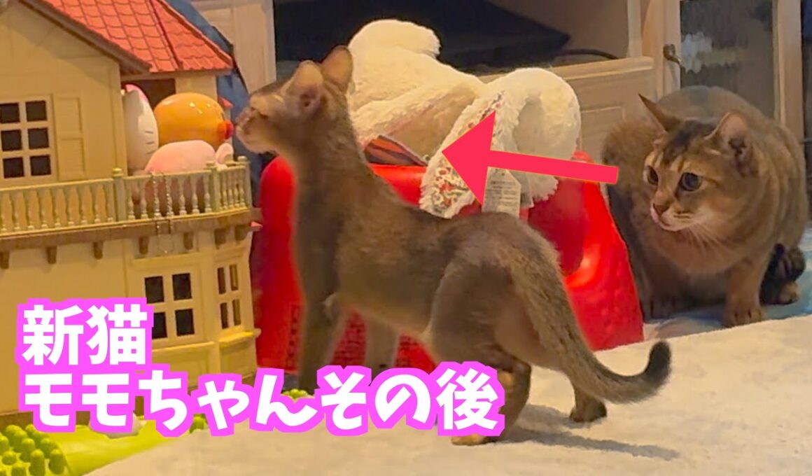 【新しい家族】新猫モモちゃんその後【2匹猫】