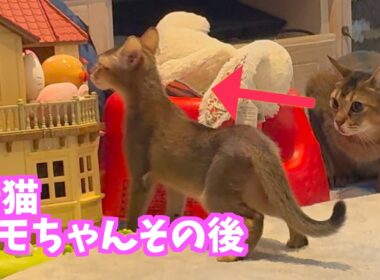 【新しい家族】新猫モモちゃんその後【2匹猫】