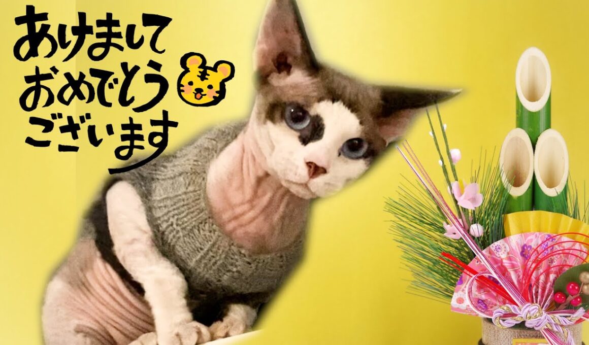 174:新年のご挨拶をするスフィンクス猫ヨーダ