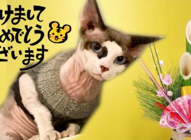 174:新年のご挨拶をするスフィンクス猫ヨーダ