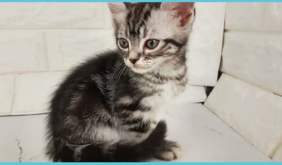 ペットショップcoo&riku No.00744874 アメリカンショートヘアー