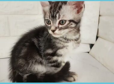 ペットショップcoo&riku No.00744874 アメリカンショートヘアー