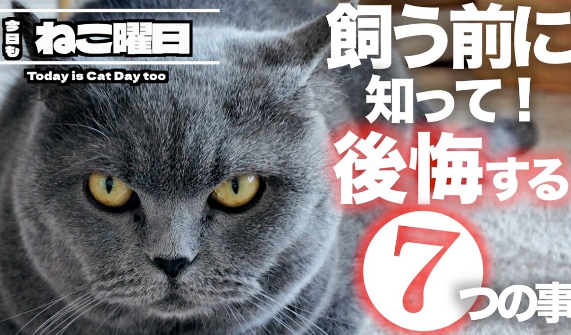 【保存版】ブリティッシュショートヘアを飼う前に絶対！知っておいて欲しい事⑦選
