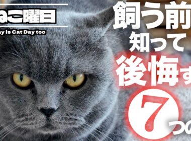 【保存版】ブリティッシュショートヘアを飼う前に絶対！知っておいて欲しい事⑦選