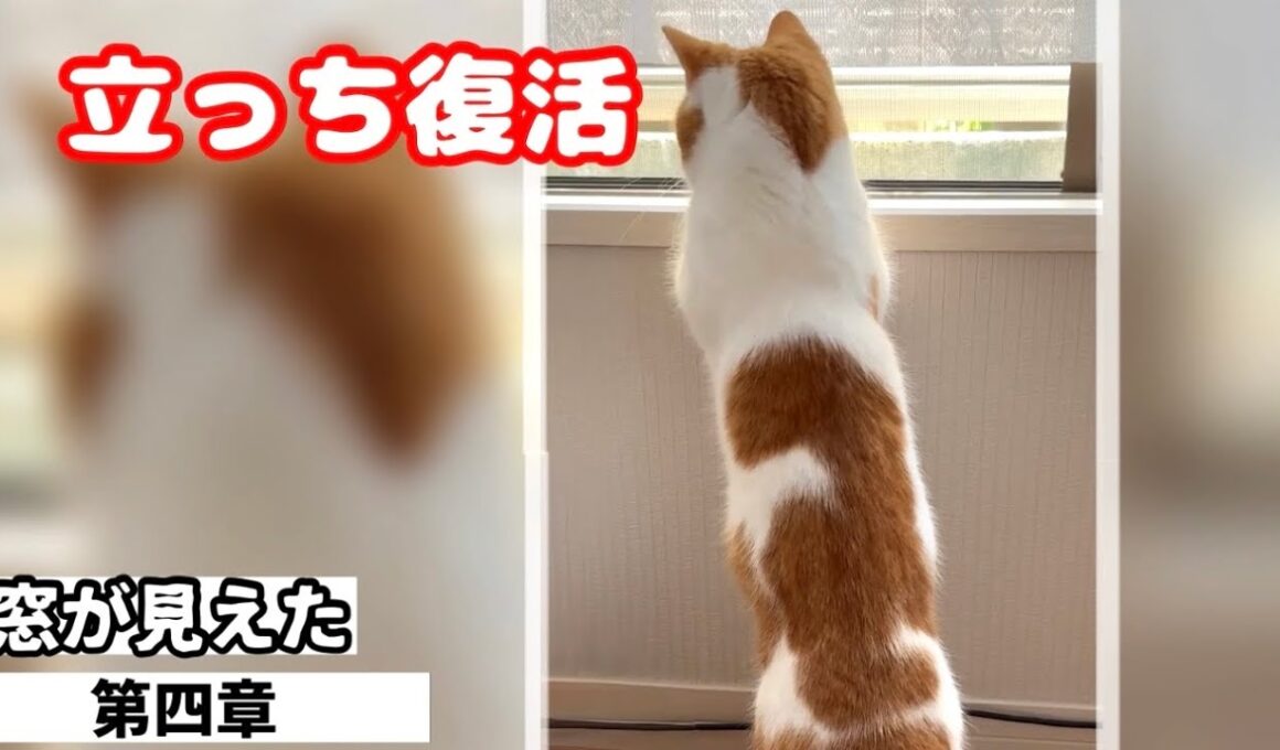 階段を2階まで上がれた日✨回復の兆し【短足マンチカン】