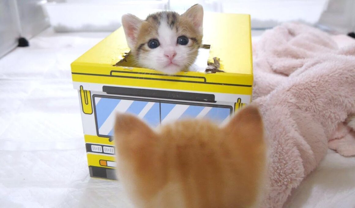 大好きな姉猫にかまってアピールしまくる子猫のハート君【赤ちゃん猫　保護猫】