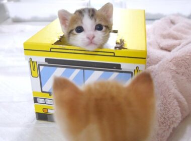 大好きな姉猫にかまってアピールしまくる子猫のハート君【赤ちゃん猫　保護猫】