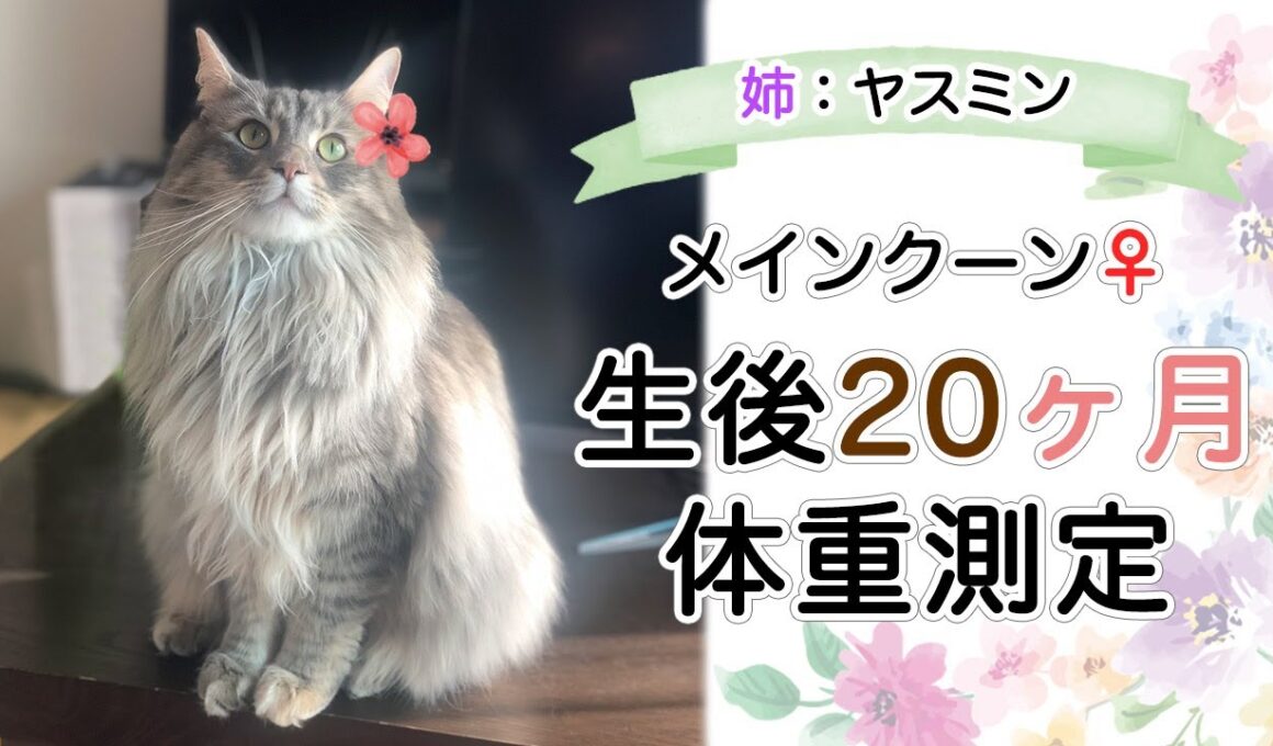 生後20ヶ月💐メインクーン♀の定期体重測定と大きさ🌟姉:ヤスミン❤︎