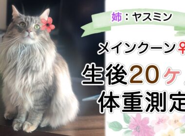 生後20ヶ月💐メインクーン♀の定期体重測定と大きさ🌟姉:ヤスミン❤︎