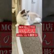 🐱のんたん🐱　(ラグドール♀)　猫カフェMOCHA立川店　2025/12/9 撮影分　#日替わり猫カフェにゃんこ