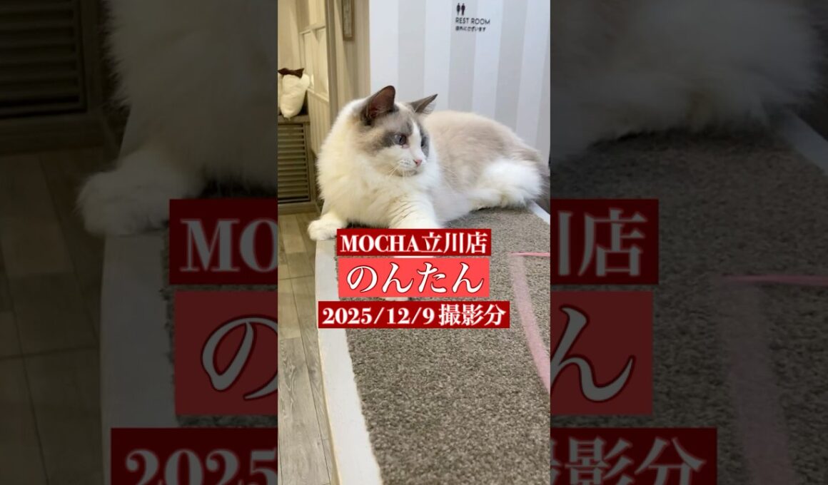 🐱のんたん🐱　(ラグドール♀)　猫カフェMOCHA立川店　2025/12/9 撮影分　#日替わり猫カフェにゃんこ