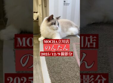 🐱のんたん🐱　(ラグドール♀)　猫カフェMOCHA立川店　2025/12/9 撮影分　#日替わり猫カフェにゃんこ
