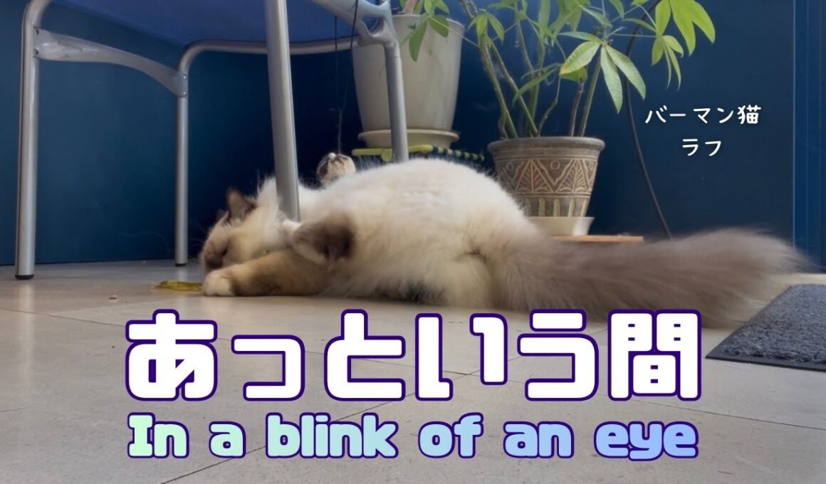 バーマン猫ラフ【あっという間】In a blink of an eye（バーマン猫）Birman/Cat