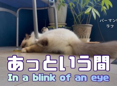 バーマン猫ラフ【あっという間】In a blink of an eye（バーマン猫）Birman/Cat