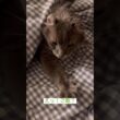 おはようカールくん #ねこ動画 #アメリカンカール
