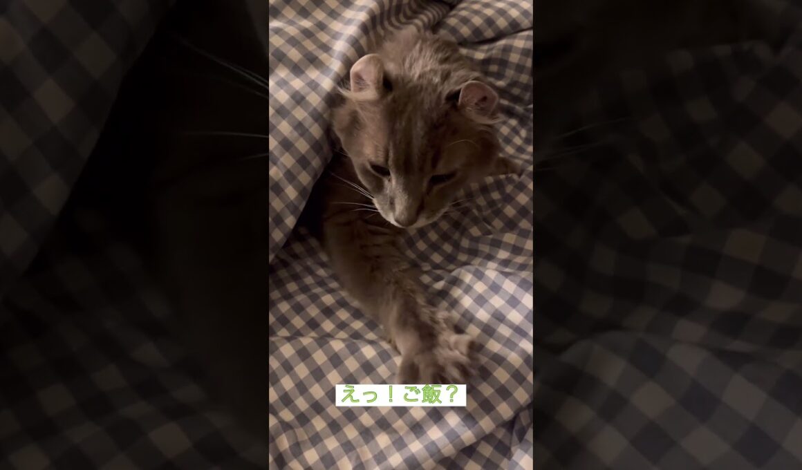 おはようカールくん #ねこ動画 #アメリカンカール