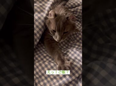 おはようカールくん #ねこ動画 #アメリカンカール