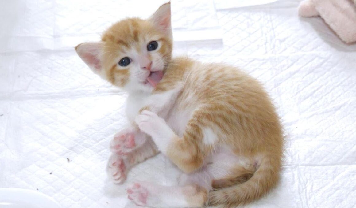 届いてないよ💦毛繕いが下手な子猫がかわいすぎる【赤ちゃん猫　保護猫】