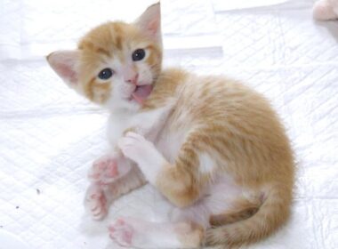 届いてないよ💦毛繕いが下手な子猫がかわいすぎる【赤ちゃん猫　保護猫】