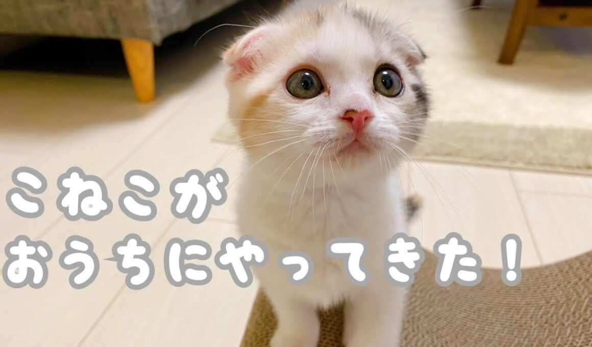 生後50日の子猫が可愛すぎる。。。【スコティッシュフォールド】
