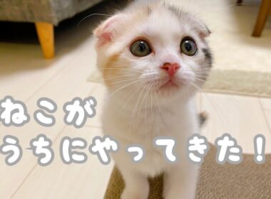 生後50日の子猫が可愛すぎる。。。【スコティッシュフォールド】