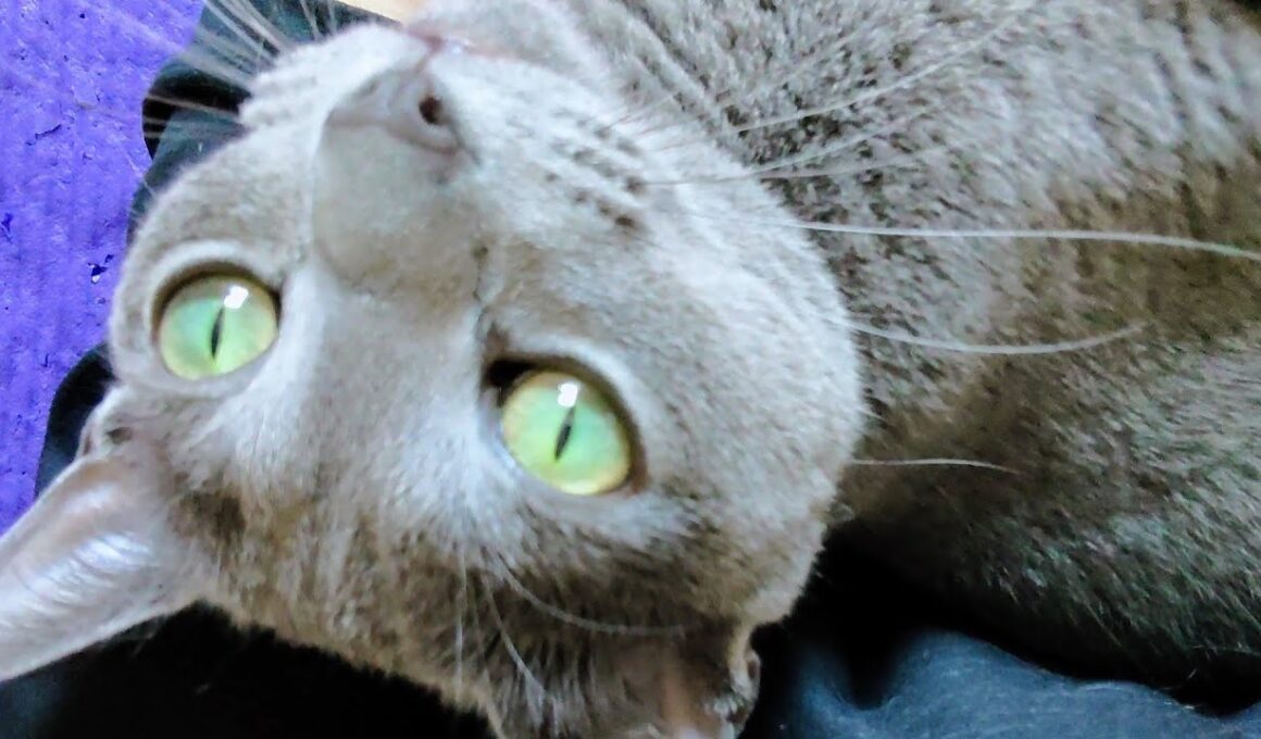 【猫動画】可愛い鳴き声で甘えるロシアンブルー【russianblue】Russian blue with a cute cry