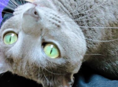 【猫動画】可愛い鳴き声で甘えるロシアンブルー【russianblue】Russian blue with a cute cry