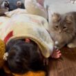 遊び相手が寝てしまい、周りをウロつく猫　サイベリアンA cat wanders around its playmate after he falls asleep. Siberian
