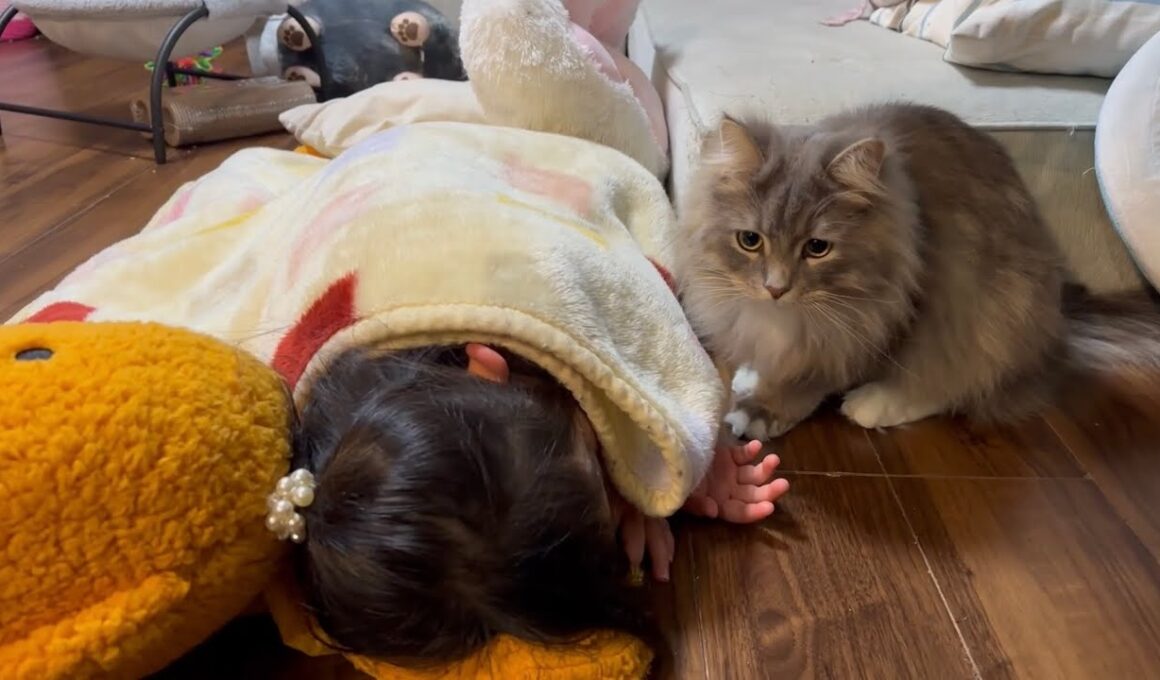 遊び相手が寝てしまい、周りをウロつく猫　サイベリアンA cat wanders around its playmate after he falls asleep. Siberian