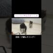 子猫のレスリングのダイビングボディアタック！ #cat  #猫  #ねこ  #保護猫 #cute #猫のいる暮らし #kitten #shorts  #ねこ #こねこ