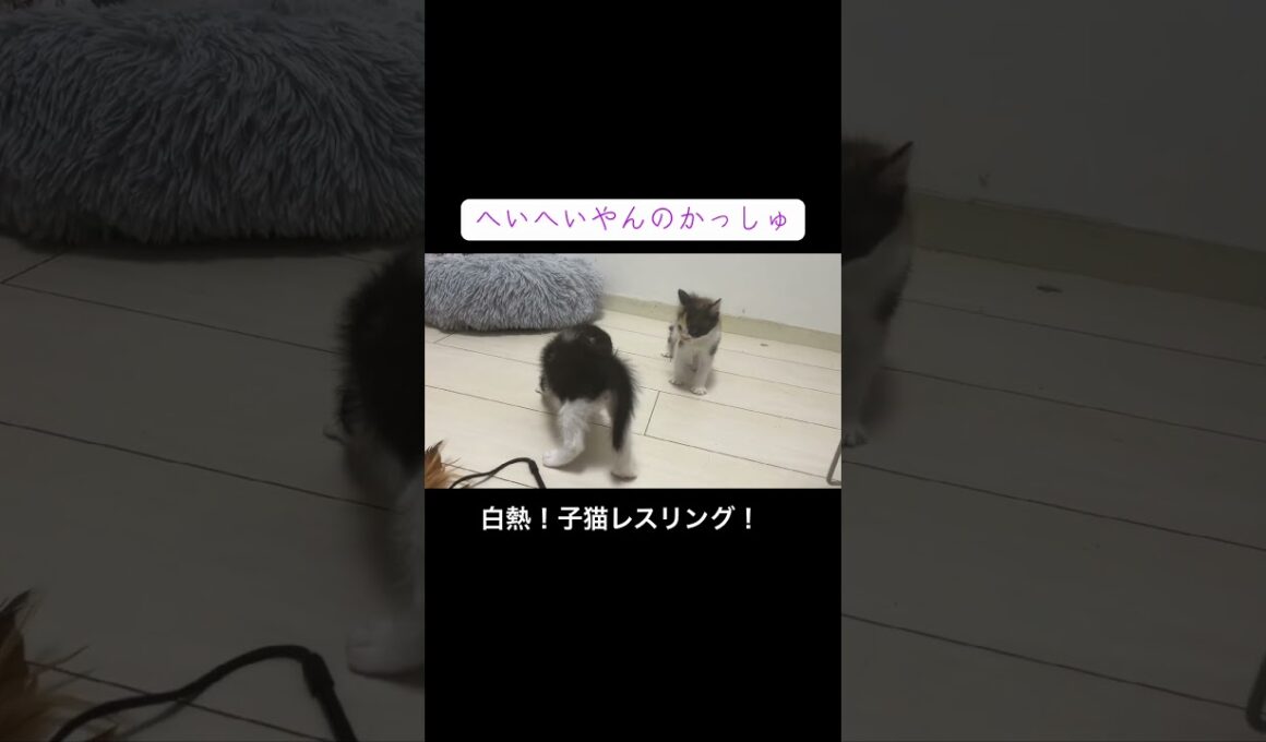 子猫のレスリングのダイビングボディアタック！ #cat  #猫  #ねこ  #保護猫 #cute #猫のいる暮らし #kitten #shorts  #ねこ #こねこ
